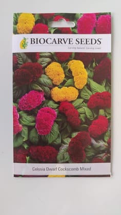 BIOCARVE SEEDS Celosia cristata Cock's Comb Indoor & Outdoor garding flowers seeds | Packs of 1 :100 seeds