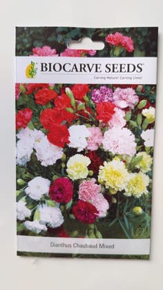 Biocarve Seeds Carnation | Dianthus caryophyllus | Pack of 50 Seeds