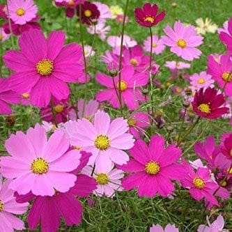 Biocarve Seeds Cosmos Dwarf Sensations Mix Seeds | Pack Of 1: 100 Seeds