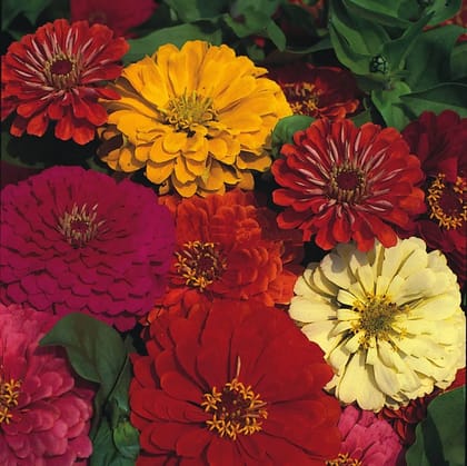 Takii - Zinnia Zahara Double Mix  - Pack of 20 seeds