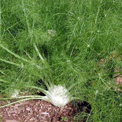 Biocarve Herb Fennel Florence - Pack of 50 Seeds