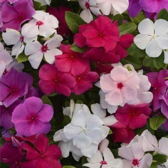 Biocarve Seeds Vinca rosea Dwarf Mixed- Pack of 100 Seeds