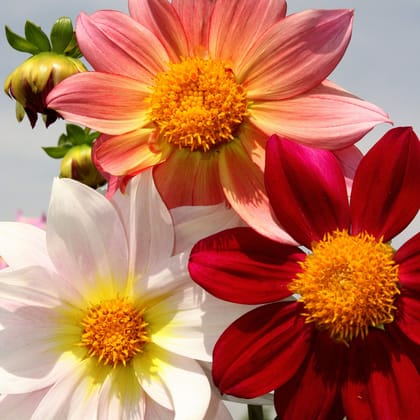 Dahlia Top Star Beauty Mix - Pack of 100 Seeds