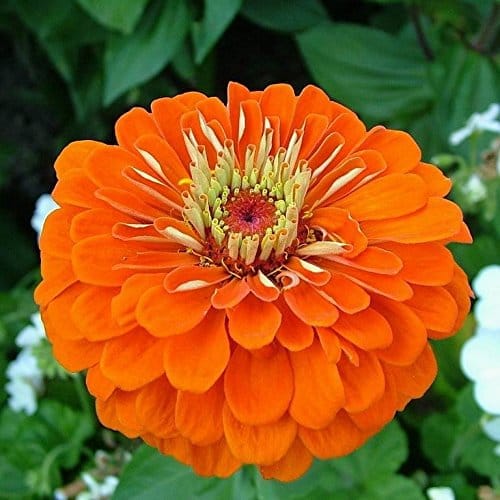 Biocarve Seeds Biocarve Zinnia Elegans Orange - Pack Of 100 Seeds