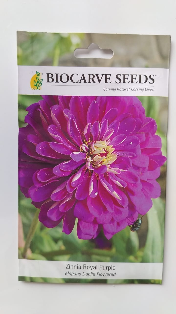 Biocarve Seeds Zinnia elegans Purple- Pack of 100 Seeds