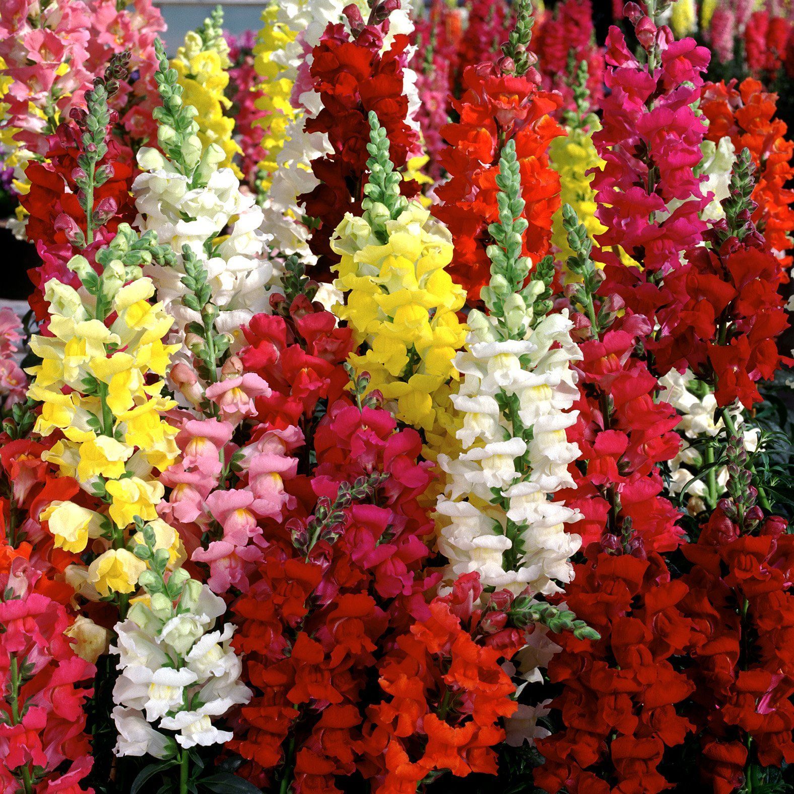 Biocarve Seeds Dog Flower (Antirrhinum) Semi Tall | Pack of 200 Seeds