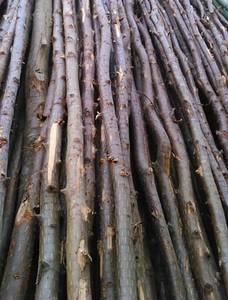 CASUARINA WOOD BARK