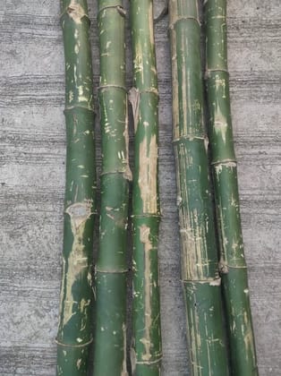 BAMBOO DRY