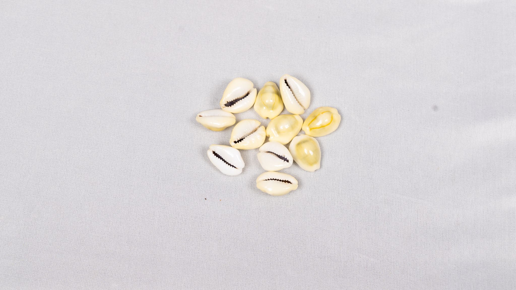 "100% Natural White Cowrie Shells for Crafts, Jewelry Making, and Home Decor"