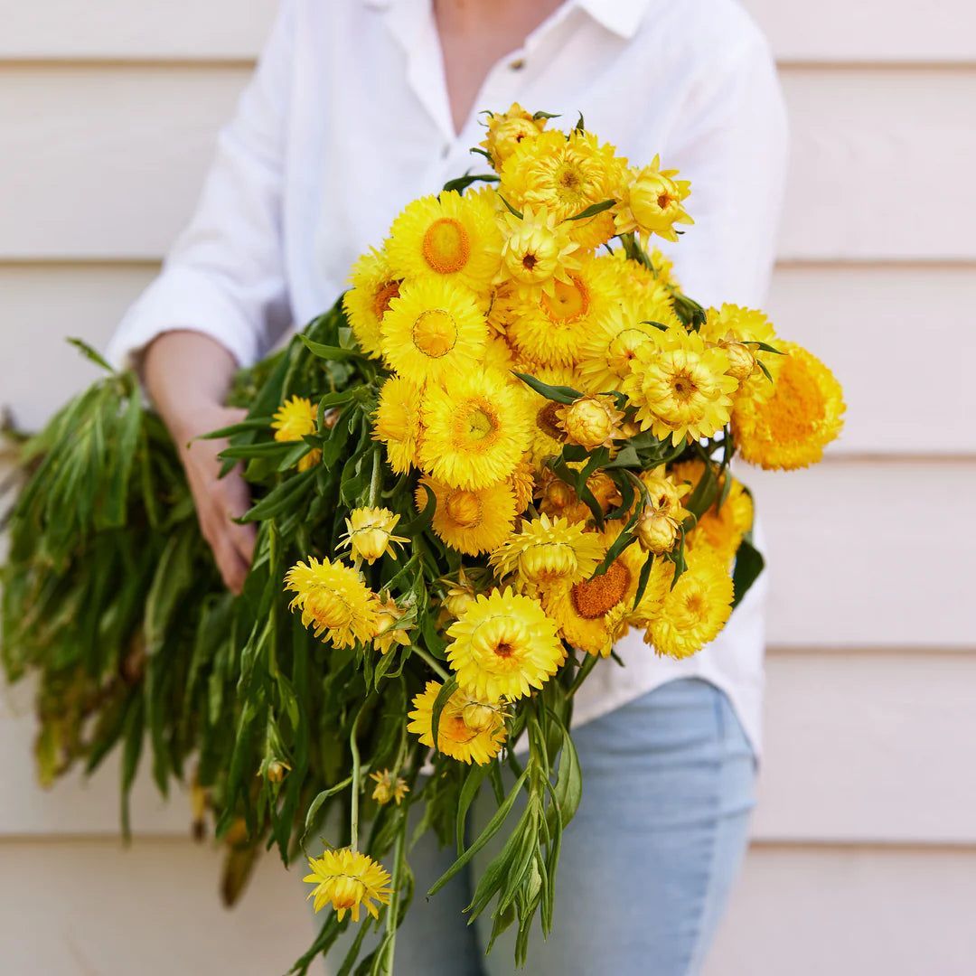 Ooty Everlasting Paper Daisy Straw Flower Bunch - Bright Yellow Blooms for Long-lasting Beauty