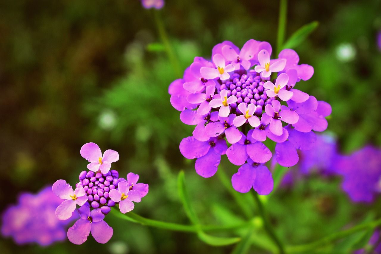 NSC Candytuft Flower Seed -2 gram