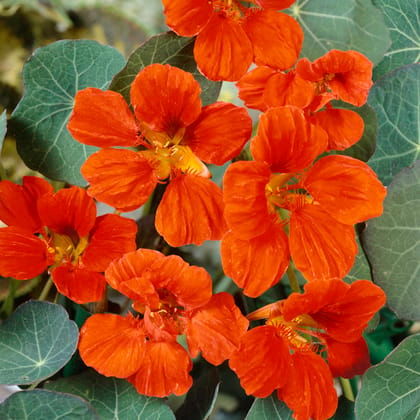 NSC Nasturtium Flower Seed -2 gram