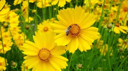 NSC Coreopsis Flower Seed -2 gram