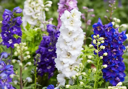 NSC Larkspur Flower Seed