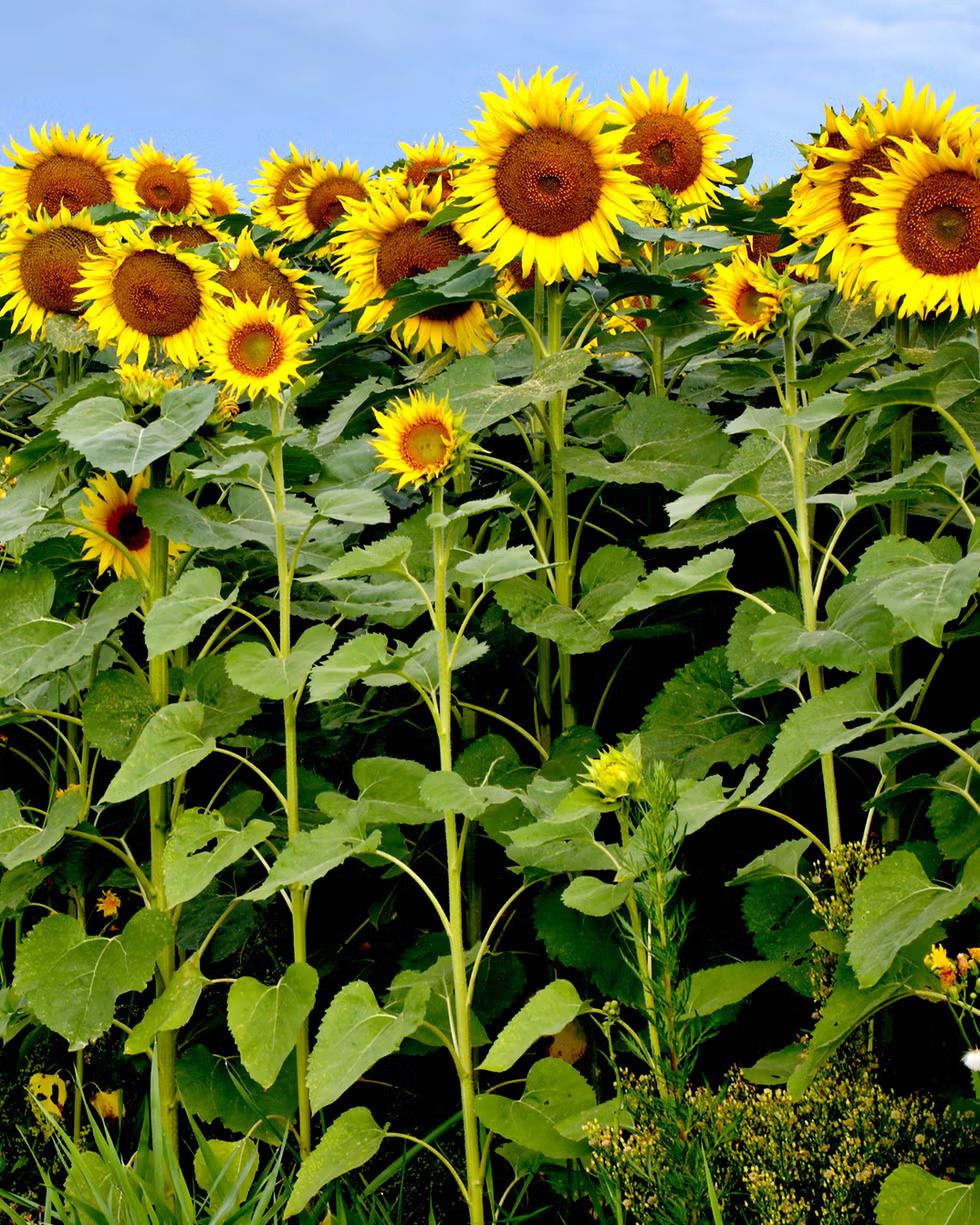 NSC UAS(B) SUNFLOWER KBSH 78 SEEDS -2 KG PACKING