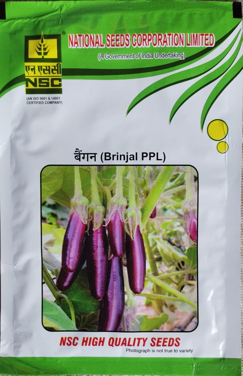 NSC BRINJAL/PUSA PURPLE LONG/TL