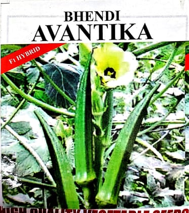 BHINDI AVANTIKA