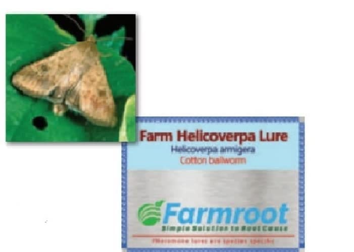 Farmroot Pheromone Lure for Cotton Bollworm (Helicoverpa armigera)| (Does not Include Traps)