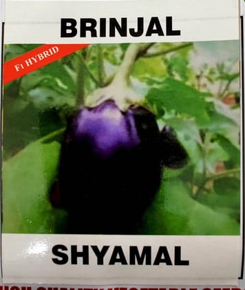 brinjal shyamala