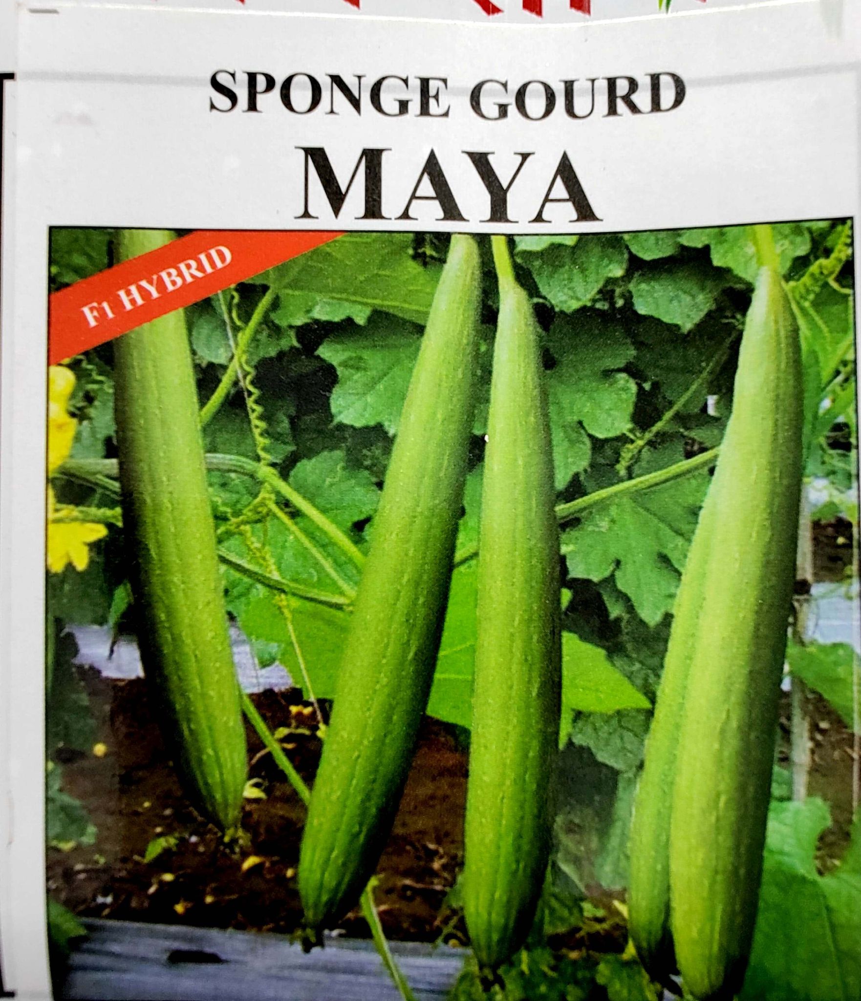 spongegourd maya