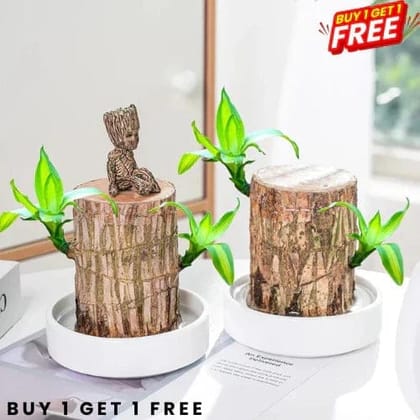 Brazilian Lucky Wood Plant | 🔥 BUY 1 GET 1 FREE