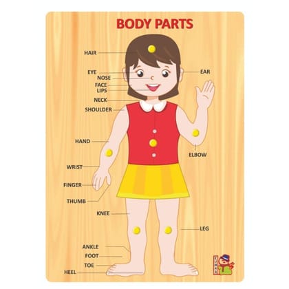 Body Parts | Wood | Educational Toys | 3+ Years PID52112