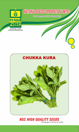 NSC Chukkakura; 10 gm seeds