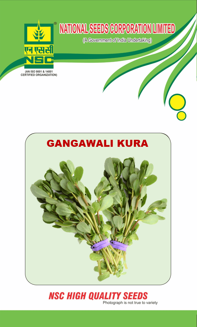 NSC Gangawali Kura; 100 gm seeds