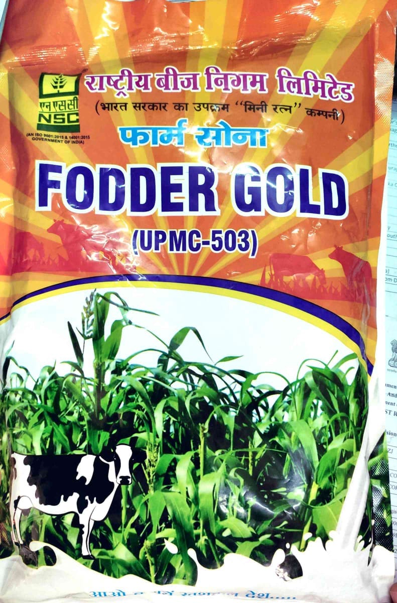 Sorghum UPMC-503 (PC-6)