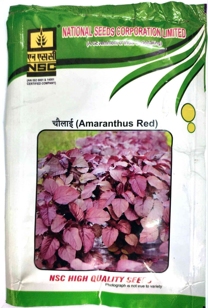 NSC Ameranthus Arun Red