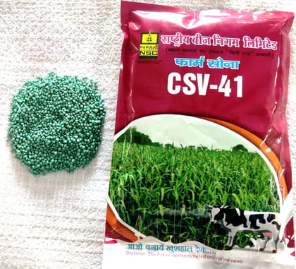 FODDER SORGHUM CSV-41 TL 1KG POUCH