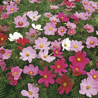 M-Tech Gardens Rare Hybrid Cosmos " Dwarf Sensation  " Exotic 30 Seeds for Growing