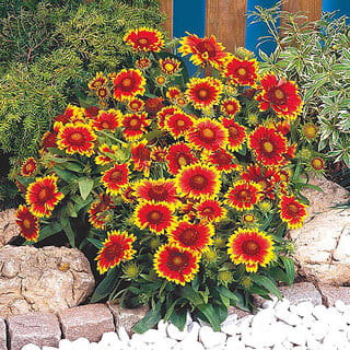 M-Tech Gardens Rare Hybrid Gaillardia " Arizona Sun " Exotic 20 Seeds for Growing