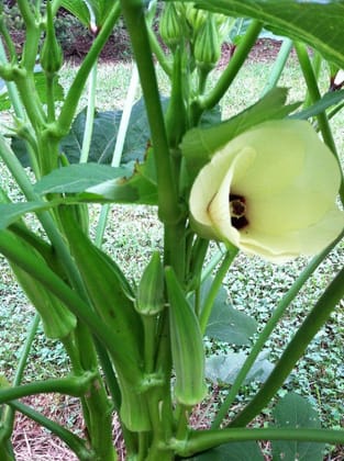 okra Seeds Seed Pack Of  25