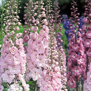 M-Tech Gardens Rare Hybrid Delphinium " Pink Shades  " Exotic 50 Seeds for Growing