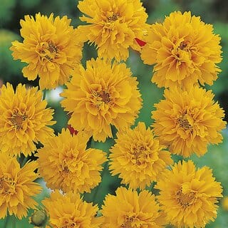 M-Tech Gardens Rare Hybrid Coreopsis " Early Sunrise " Exotic 40 Seeds for Growing