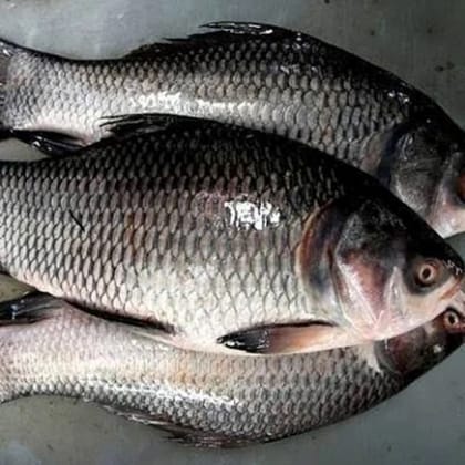 catla fish ( bocha ) - 1 kg - 1 kg - will get pieces of 2 sliced fishes