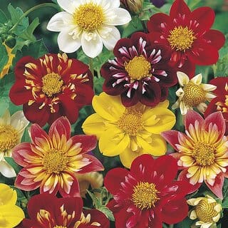 M-Tech Gardens Rare Hybrid Dahlia " Harlequin  " Exotic 30 Seeds for Growing