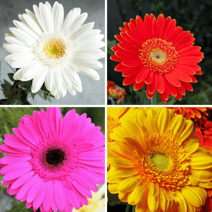 Gerbera Mix Color Flower Seeds