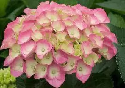 Hybrid Hydrangea Plant