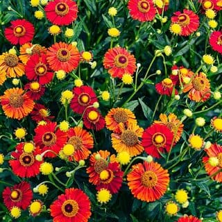 Rare Hybrid Gaillardia " Mixed Hybird " Exotic 20 Seeds for Growing