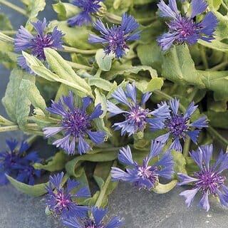 M-Tech Gardens Rare Hybrid Cornflower " Blue Carpet  " Exotic 30 Seeds for Growing