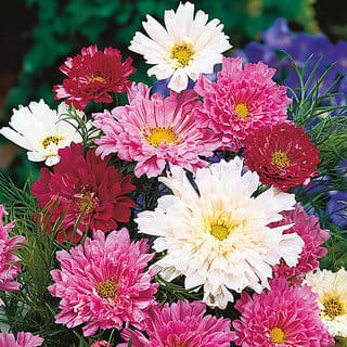 M-Tech Gardens Rare Hybrid Cosmos " Double Click Mixed  " Exotic 30 Seeds for Growing