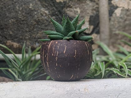 Coconut Shell Planter ( Small Plants & Succulents )-Brown