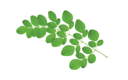 Drumstick Leaves, 1 Unit