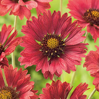 Rare Hybrid Gaillardia " Firewheels " Exotic 20 Seeds for Growing