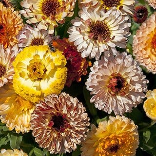 M-Tech Gardens Rare Hybrid Calendula " Playtime Mixed  " Exotic 30 Seeds for Growing