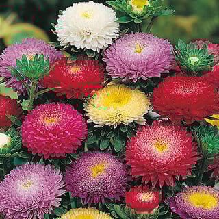M-Tech Gardens Rare Hybrid Aster " Pompon Mixed  " Exotic 30 Seeds for Growing
