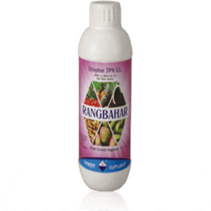 Rangbahar-100 ML