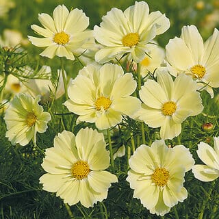 M-Tech Gardens Rare Hybrid Cosmos " Xanthos  " Exotic 30 Seeds for Growing